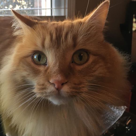 Meet your Posher, Mary - Picture 1 of 1